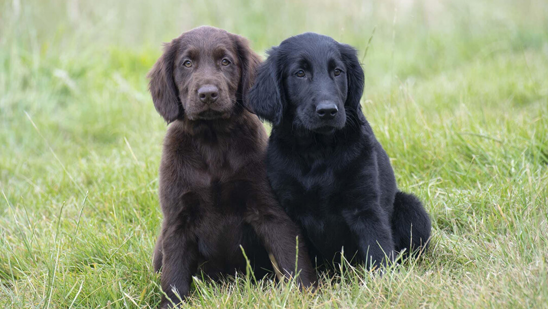 Brauner und schwarzer Hund sitzt auf der Wiese