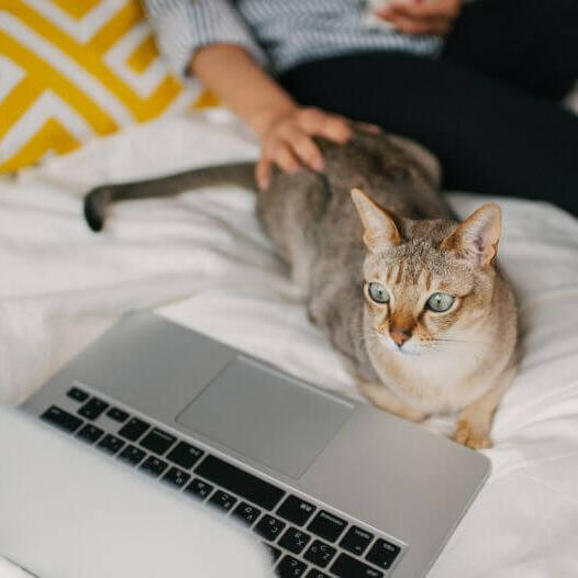 Frau schaut sich mit ihrem Haustier – einer asiatischen Katze – einen Film auf ihrem Laptop an