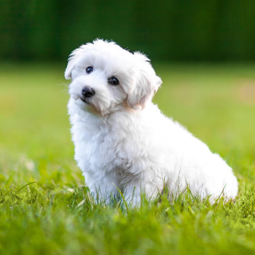 Weißer, flauschiger Hund, der auf dem Gras sitzt