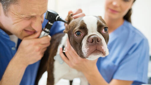 Hund wird an den Ohren untersucht