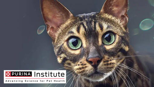PURINA Institute Logo und Katze