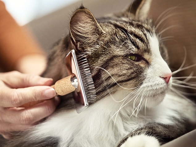 Was sind Katzenallergene?