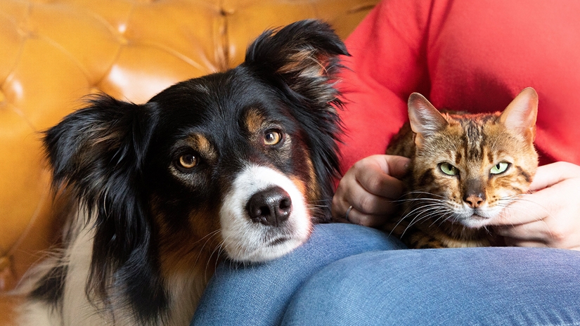 Hund und Katze