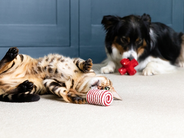 Hund und Katze spielen gemeinsam