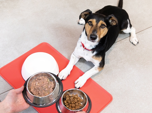 Hund wartet auf Futter