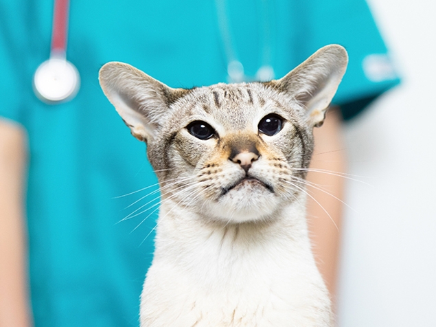 Katze beim Tierarzt