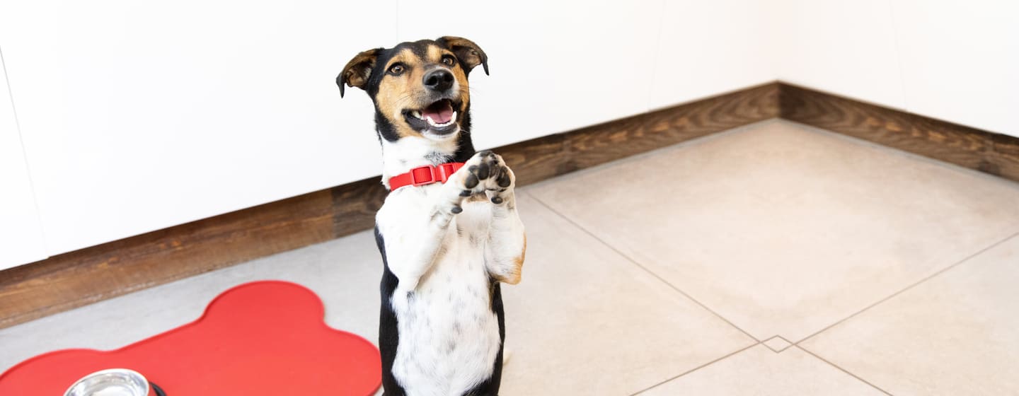 Kleiner Hund, der auf Hinterbeinen mit Pfoten oben steht