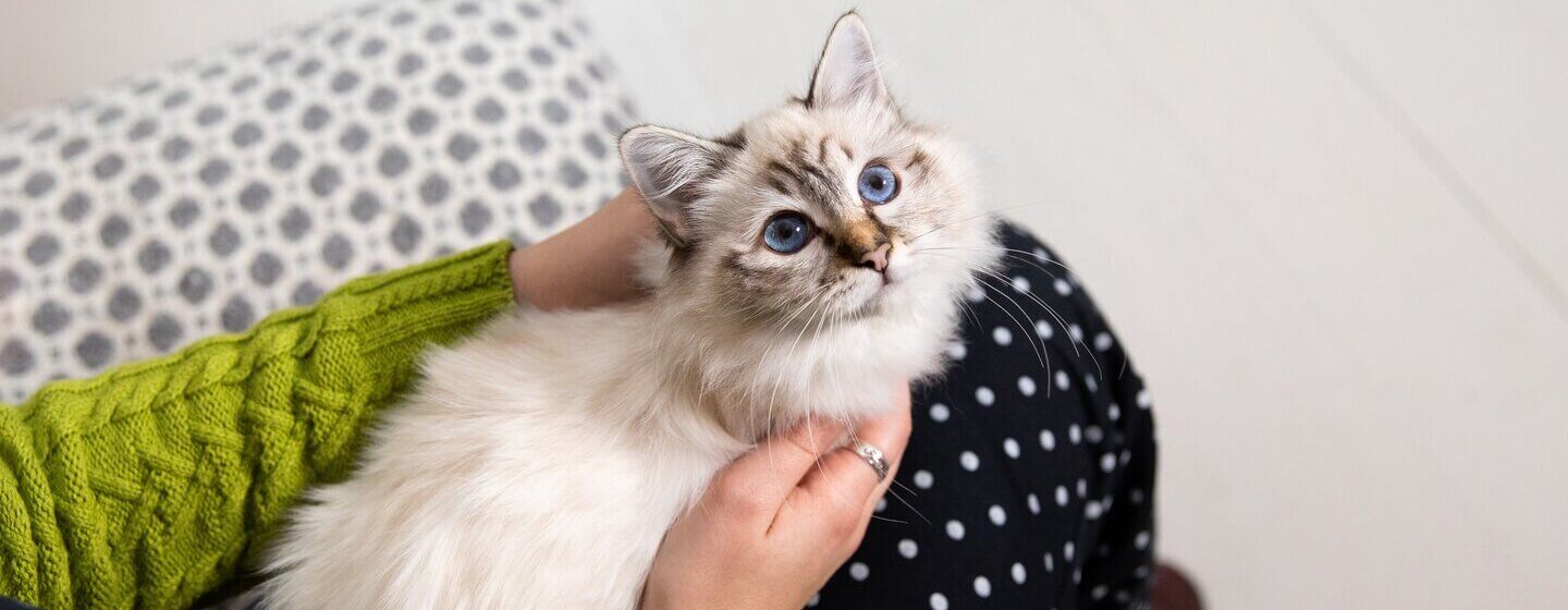 Katzen mit blauen Augen – selten, doch es gibt sie!