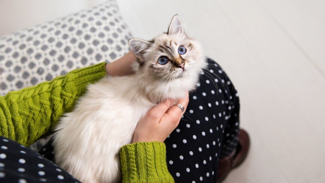 Weiße Katze mit blauen Augen