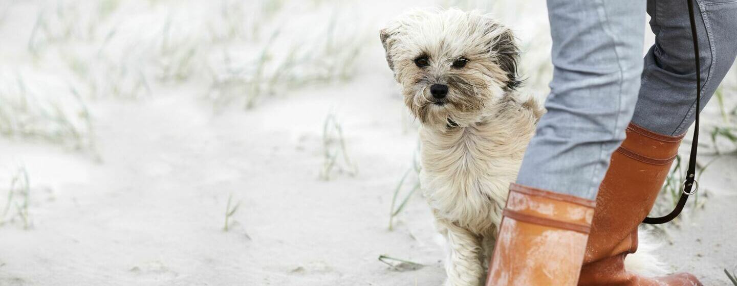 Weißer Tibetanischer Terrier am Strand im Wind