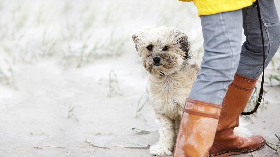 Weißer Tibetanischer Terrier am Strand im Wind