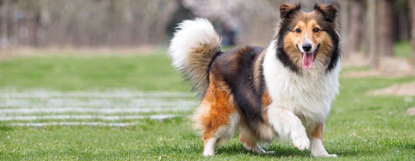 Shetland Sheepdog