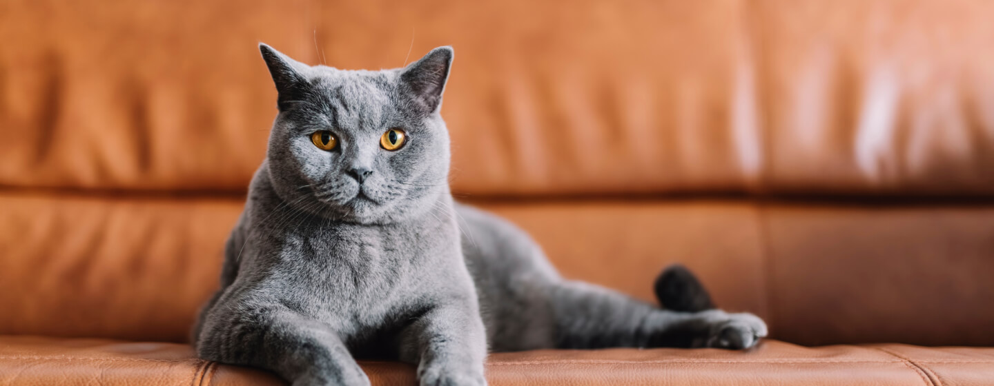 Britisch-Kurzhaar-Katze auf braunem Ledersofa liegend