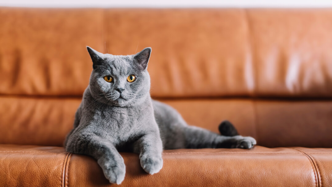 Britisch-Kurzhaar-Katze auf braunem Ledersofa liegend