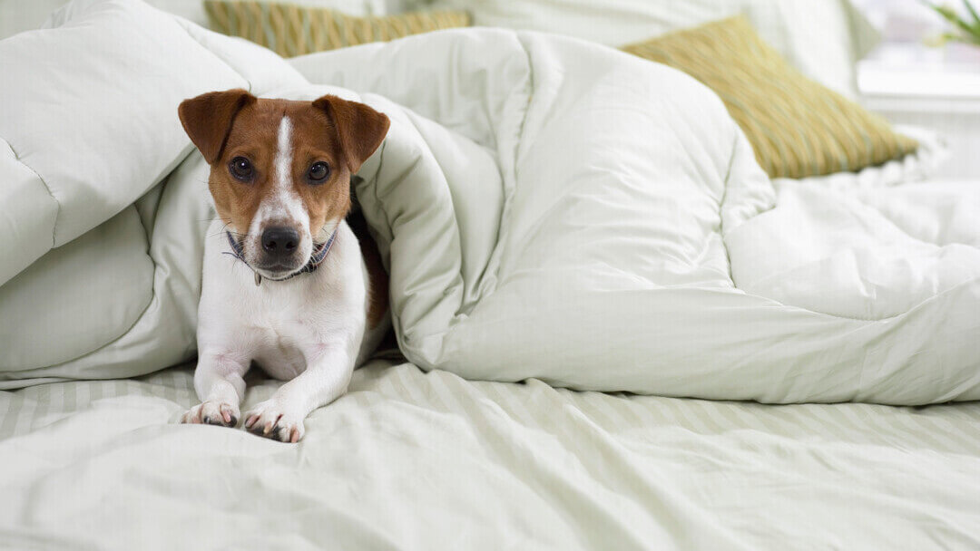 Kleiner Hund auf Bett