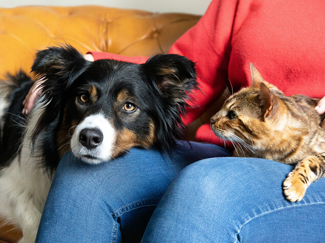 Hund und Katze