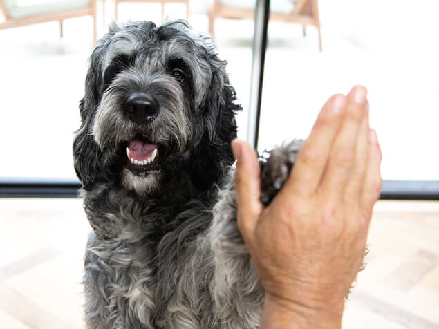 Hund gibt high five