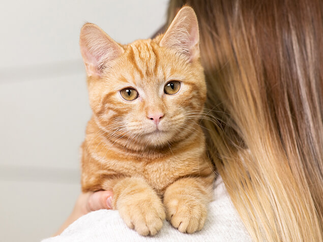 Katze auf Schulter ihrer Besitzerin
