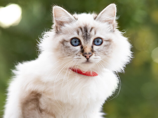 Katze