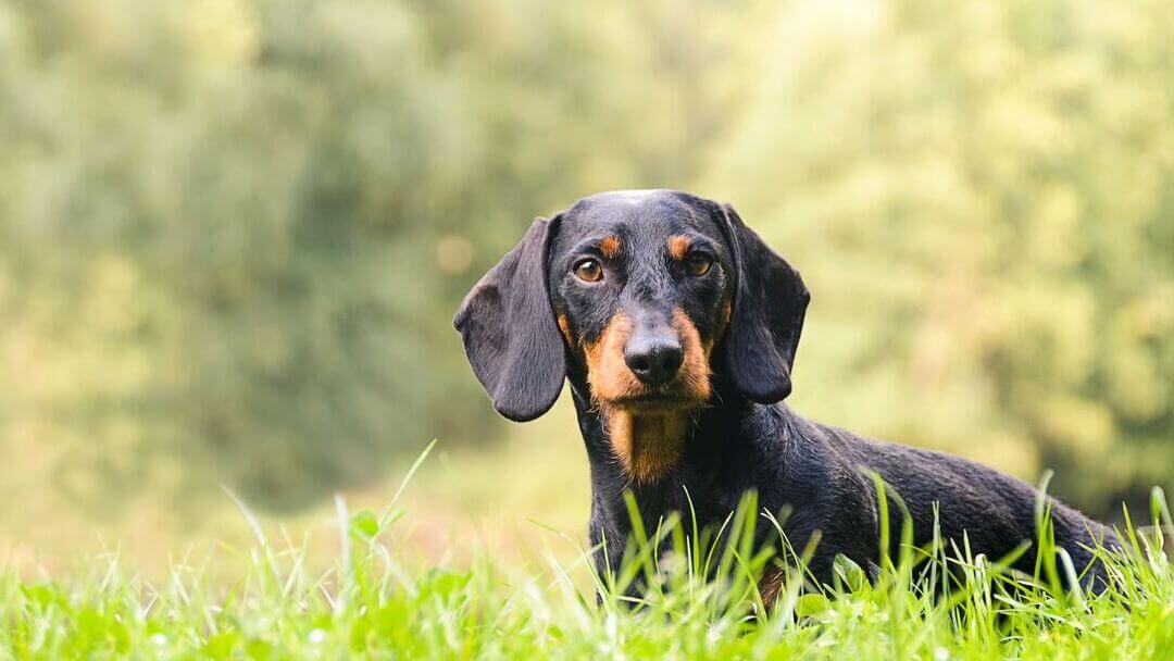 Dachshund im Gras