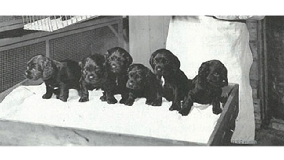 Black and white image of Labrador puppies