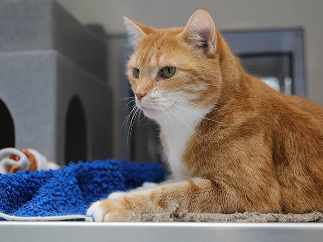 Katze beim Tierarzt