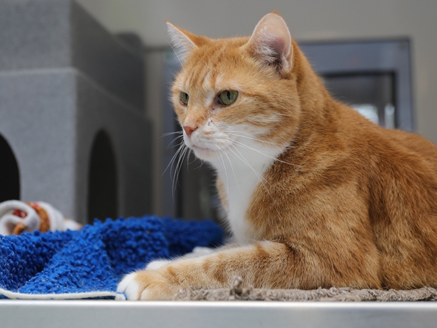 Katze beim Tierarzt