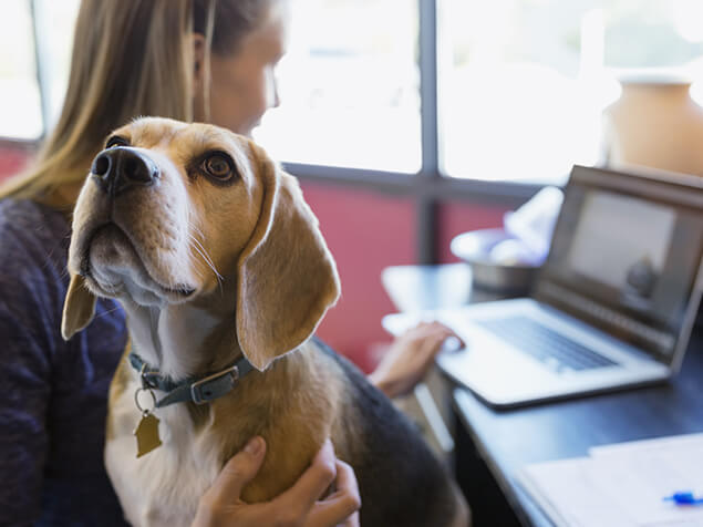 Hund im Büro
