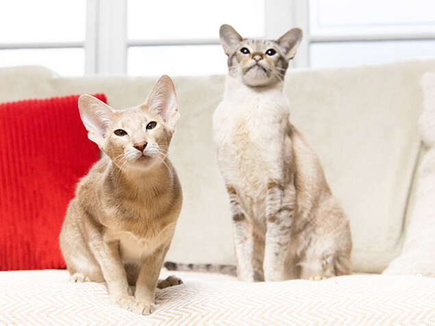 Zwei unterschiedliche Katzenrassen