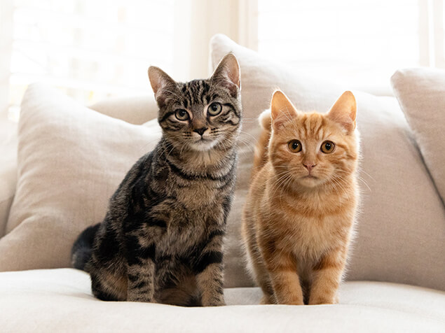 Zwei unterschiedliche Katzen