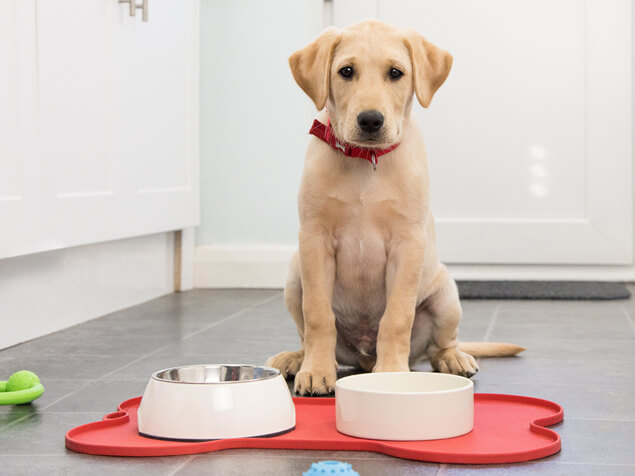 Hund wartet auf Futter
