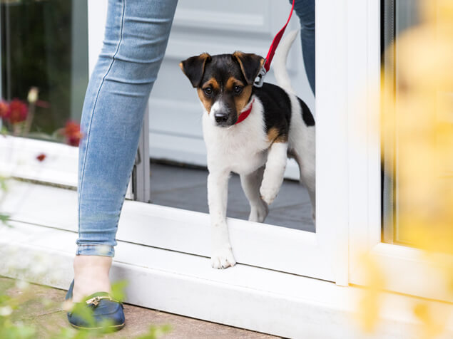 Hund geht gassi