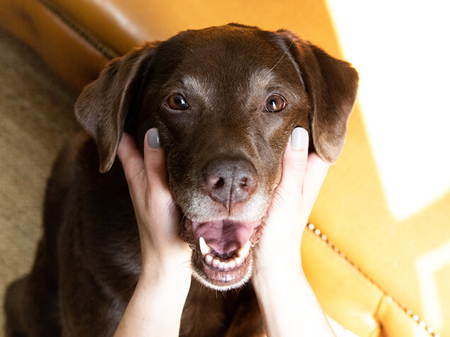 Seniorhund