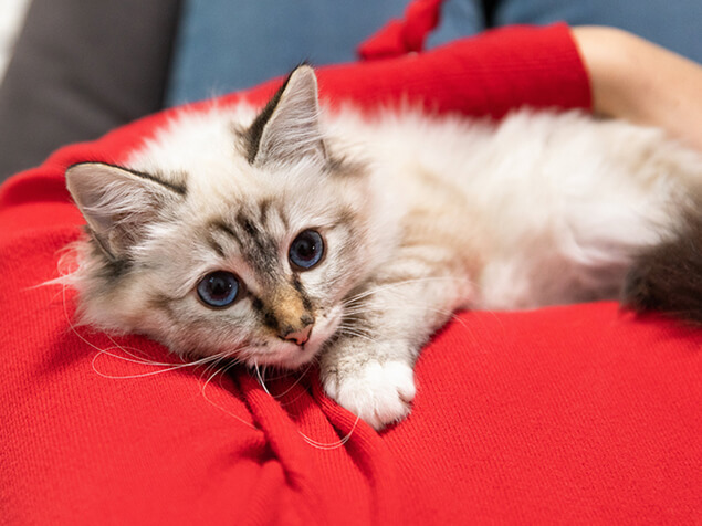 Katze