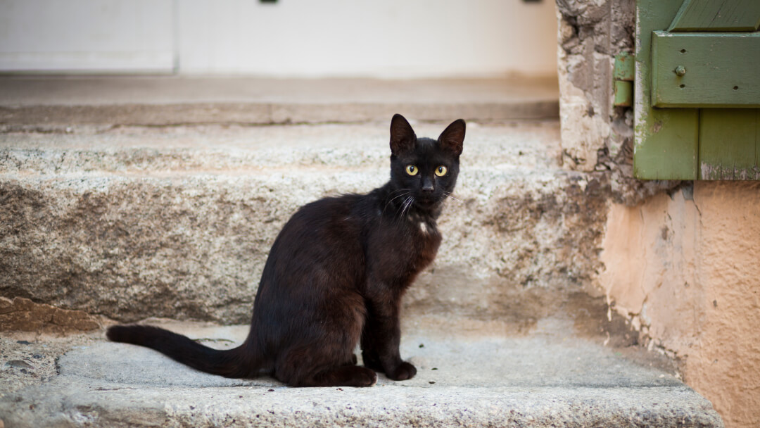 Schwarze Bombay-Katze sitzt auf einer Treppe