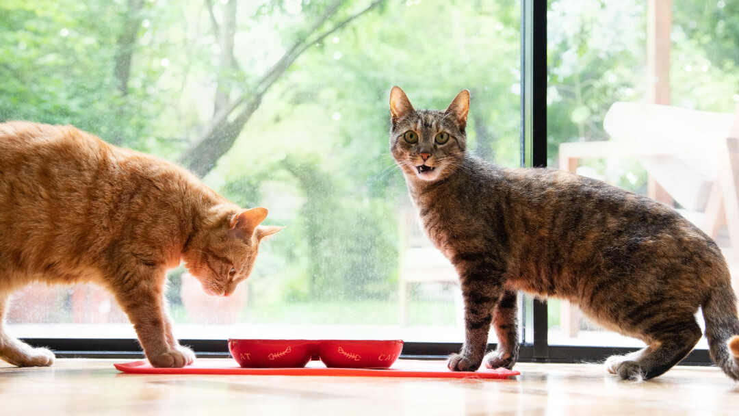 Zwei große Katzen