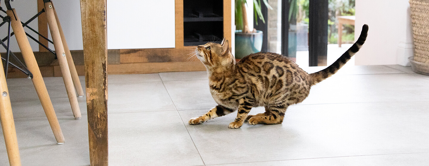 Alte Katze Plötzlich Aggressiv