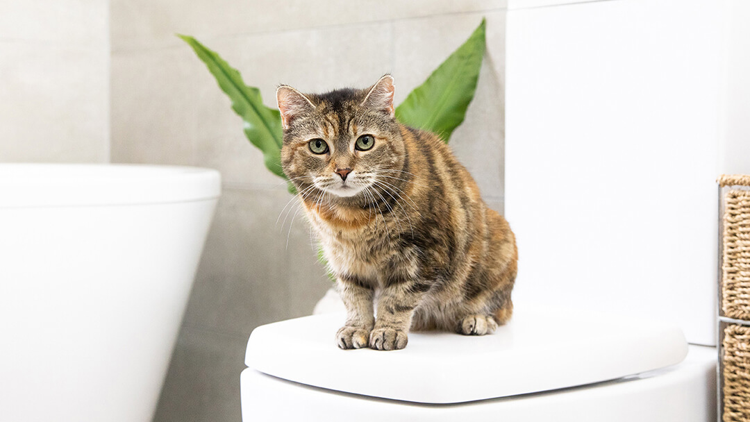 Cinny@Home: Der Fellwechsel der Katzen wird einfach mit Swiffer