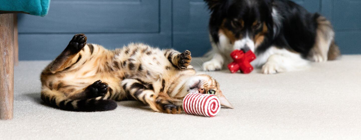Katze und Hunde, die auf dem Boden liegen und mit Spielzeug spielen