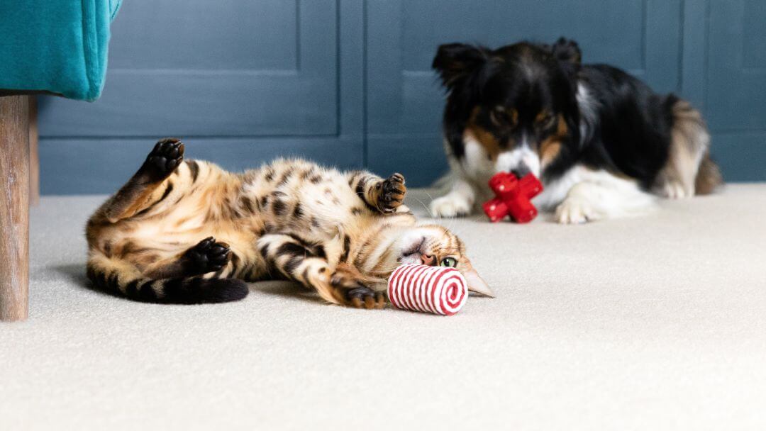 Katze und Hunde, die auf dem Boden liegen und mit Spielzeug spielen