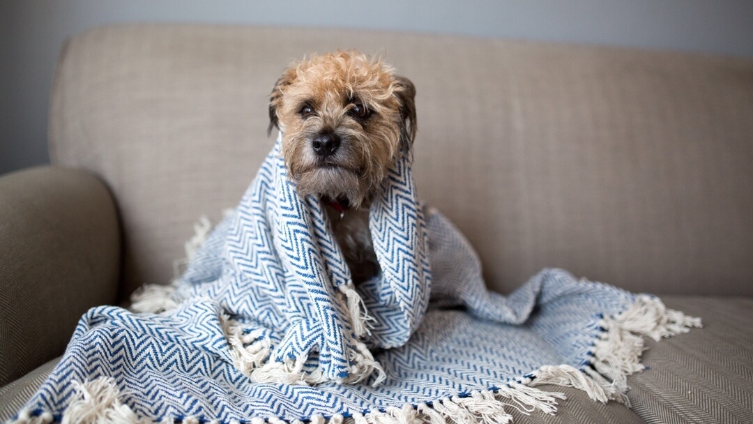 Kleiner Hund in eine blau-weiße Decke gehüllt
