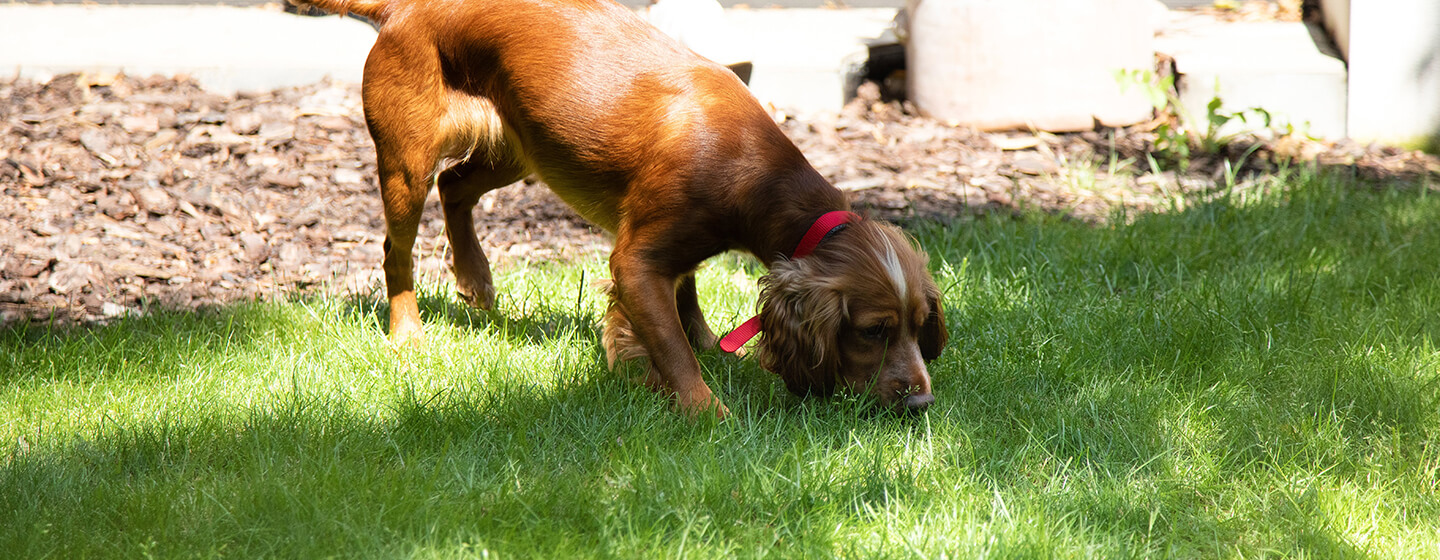 Blinder Hund im Garten