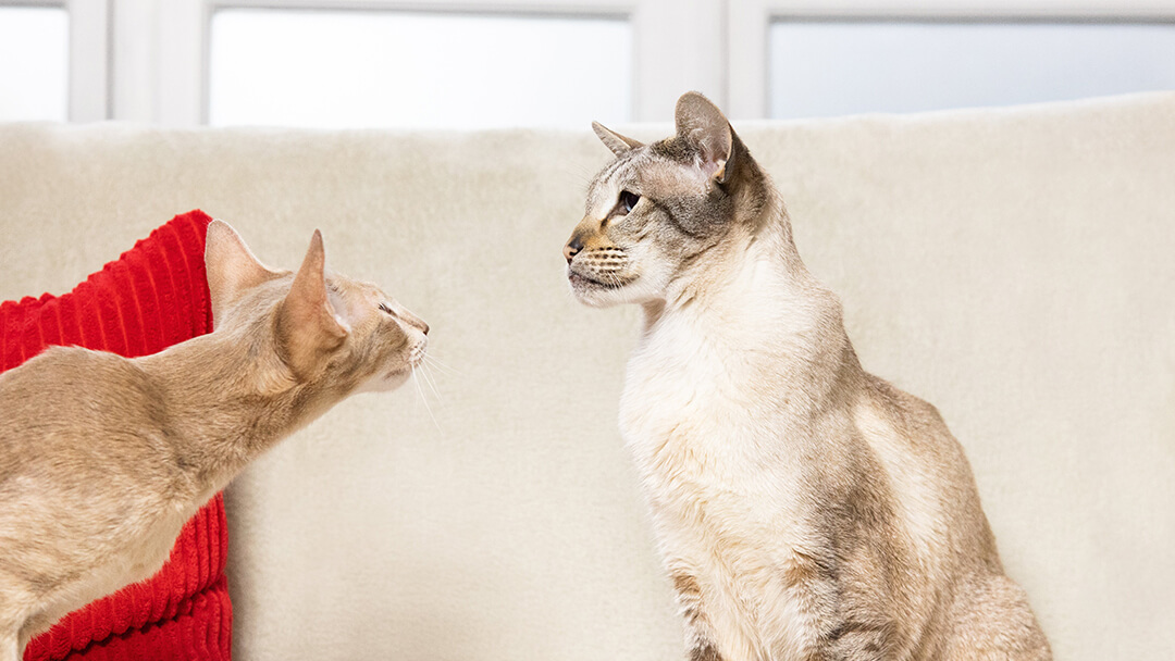 Zwei Katzen, die sich auf dem Sofa ansehen