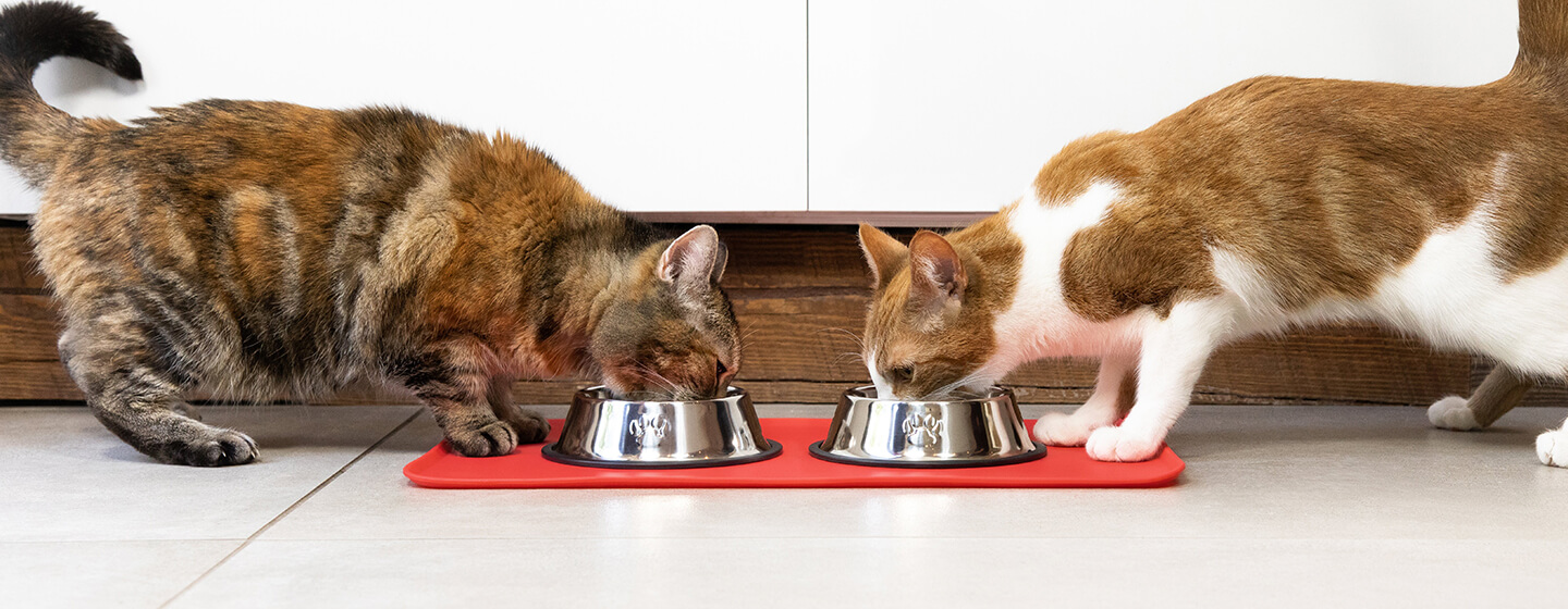 Zwei Katzen essen aus einer Schüssel