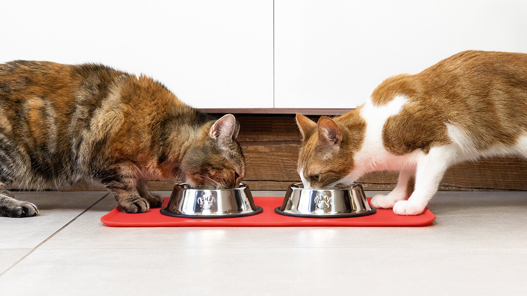 Zwei Katzen essen aus einer Schüssel