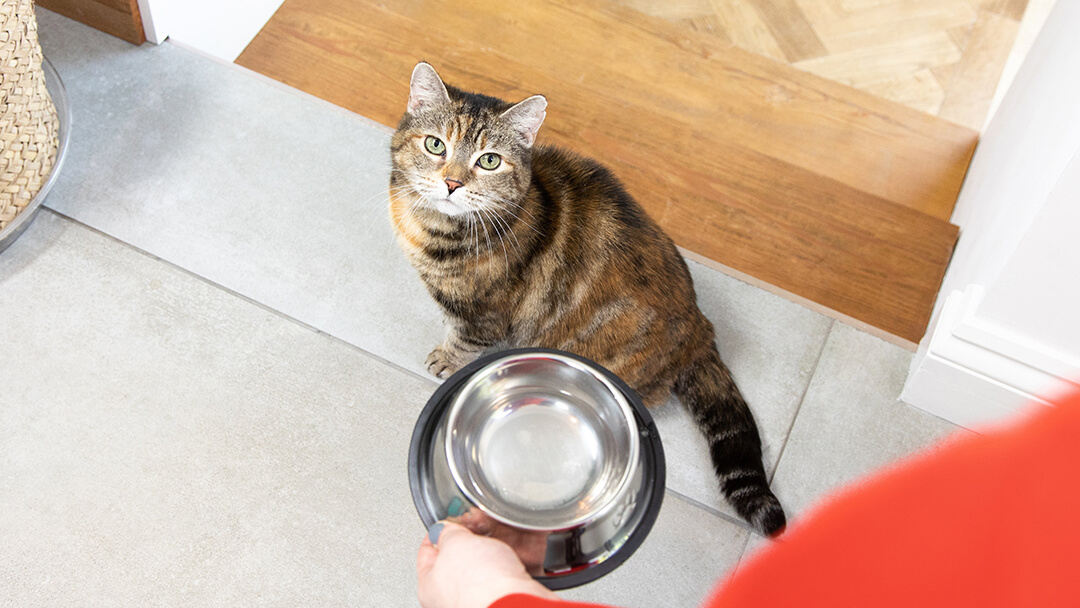 Katze, die Schüssel oben ansieht