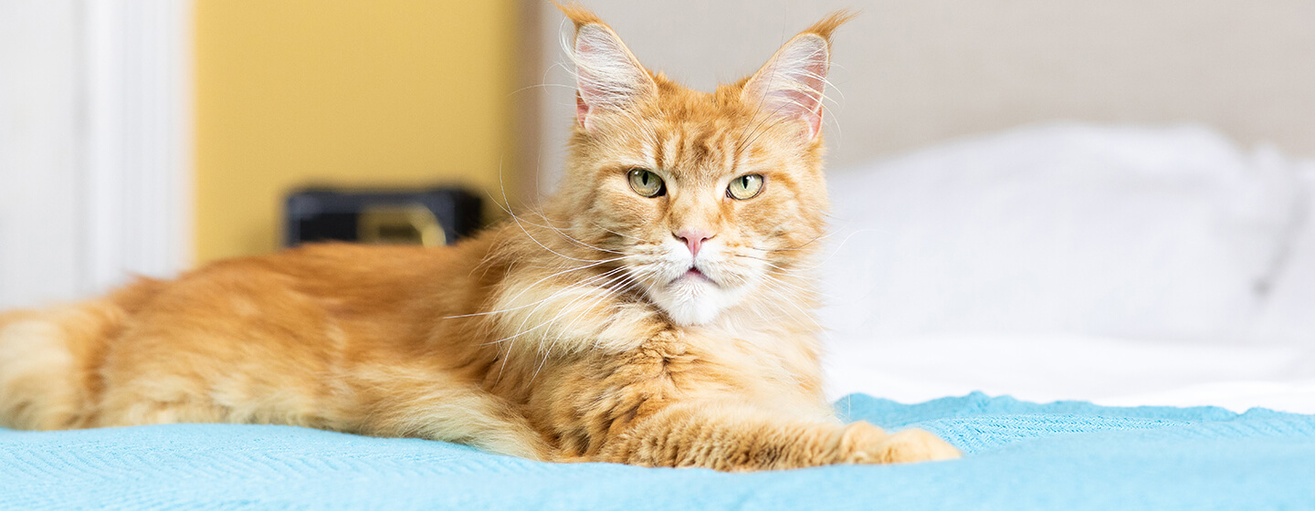 Katze auf dem Bett sitzend