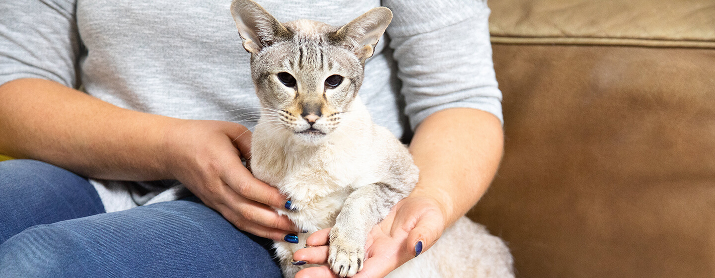 Krallen schneiden bei Katzen – so geht's