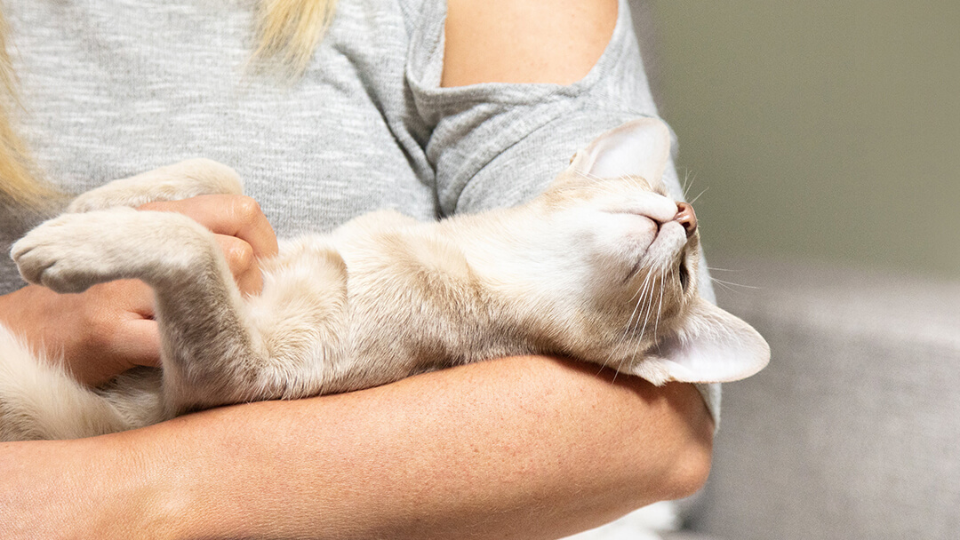 Katze, die in den Armen der Frau liegt