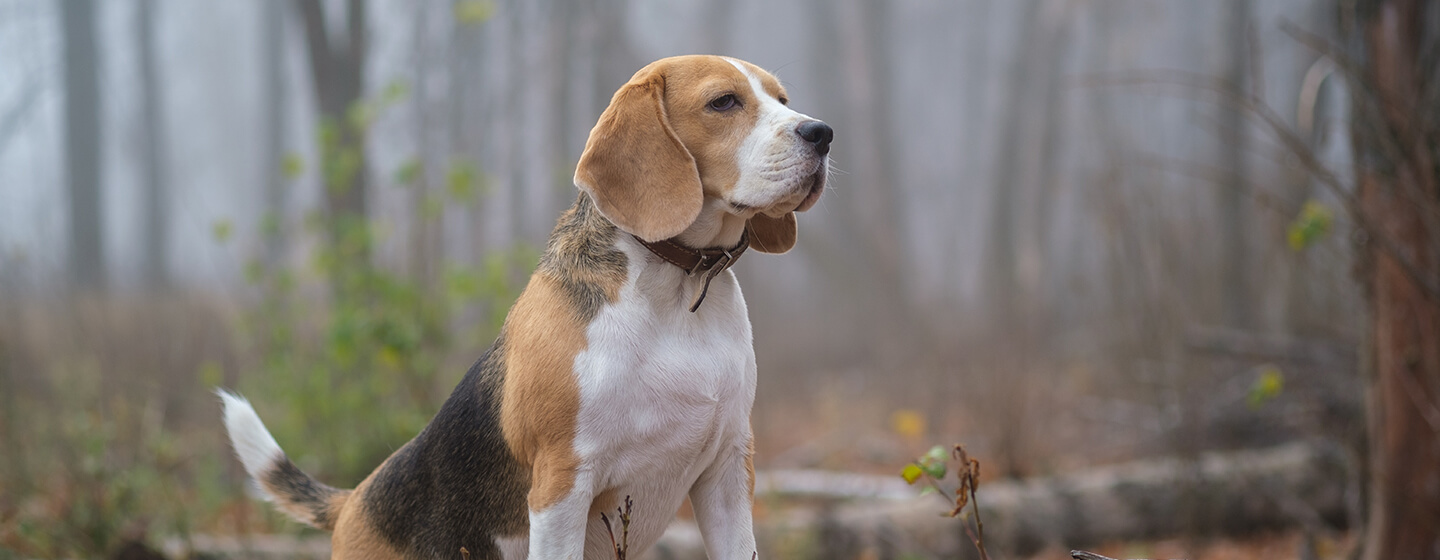 Hund, der auf Holz im Wald steht